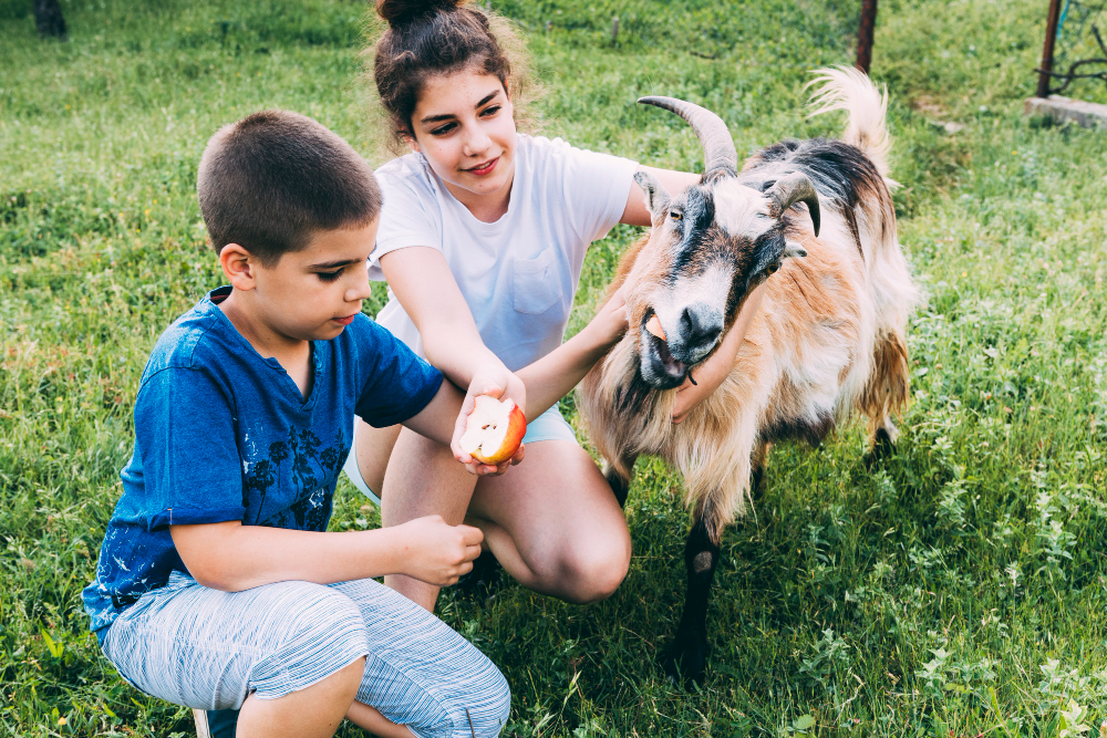 farm-concept-with-kids-goat